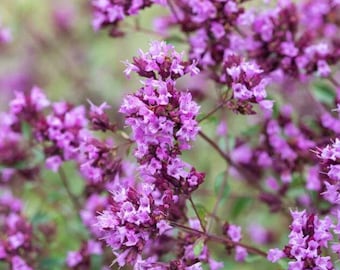 Showy Oregano (Origanum laevigatum) — Live Plant