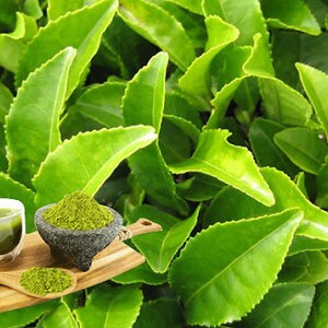 Pode incluir: Uma t&aacute;bua de servir de madeira cont&eacute;m um pequeno copo de l&iacute;quido verde, uma tigela cinza escura com p&oacute; verde e uma colher de pau com p&oacute; verde. O fundo &eacute; preenchido com folhas verdes brilhantes.