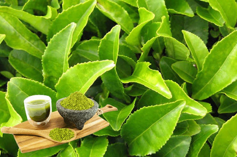 Pode incluir: Uma t&aacute;bua de servir de madeira cont&eacute;m um pequeno copo de l&iacute;quido verde, uma tigela cinza escura com p&oacute; verde e uma colher de pau com p&oacute; verde. O fundo &eacute; preenchido com folhas verdes brilhantes.