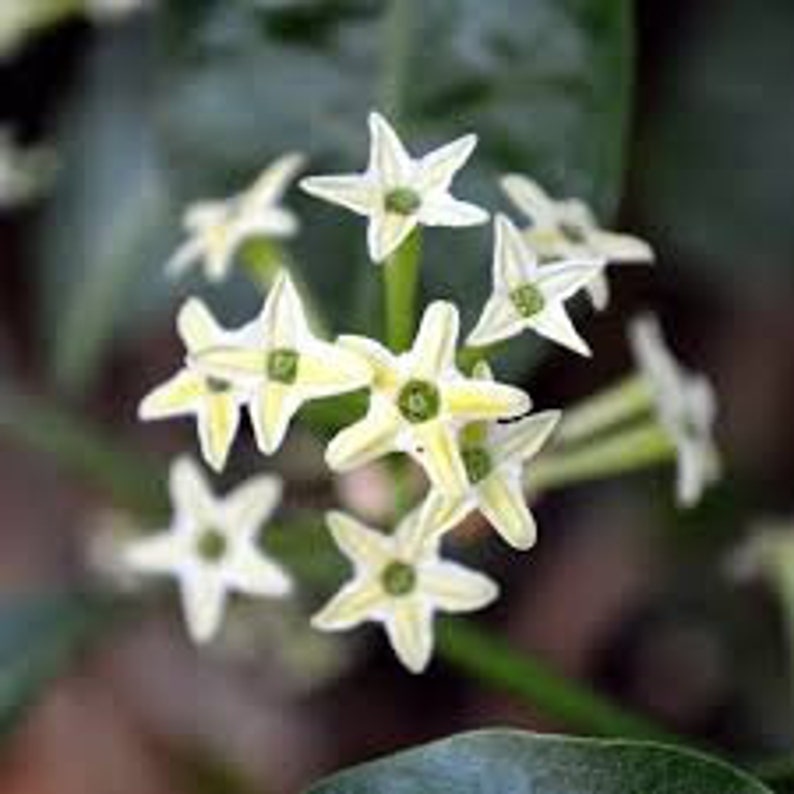 Organic Night blooming Jasmine cestrum Nocturnum Plant grown in 4 inch pot image 7