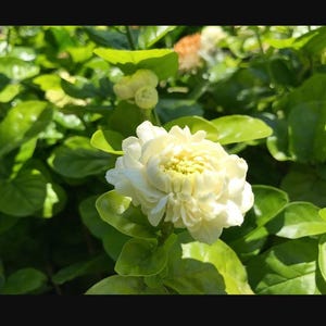 Jasmine (sambac) (Little Duke Of Tuscany) double blossom plant.