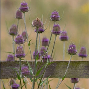 Fuller&#39;s Teasel