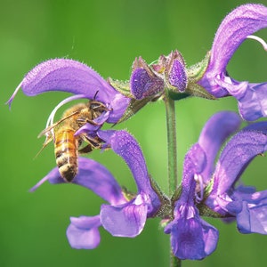 Danshen, Red root sage, Live plant