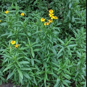 Mexican tarragon (organic)