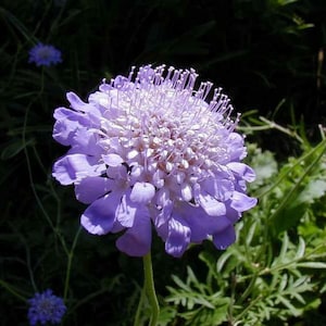 Scabiosa Butterfly Blue Plant, Pin cushion plant, Naturally grown. image 3
