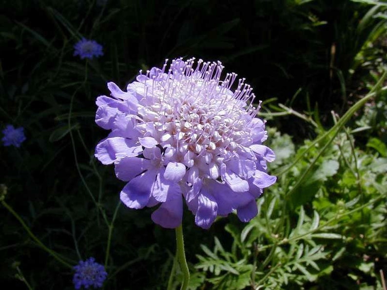 Scabiosa Butterfly Blue Plant, Pin cushion plant, Naturally grown. image 3