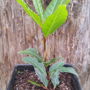 May include: A young bay laurel plant in a square black pot. The plant has vibrant green leaves and reddish-brown stems. The background is a textured, light brown tree trunk.