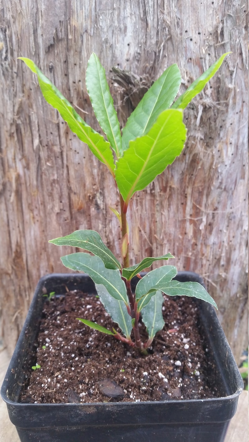 May include: A young bay laurel plant in a square black pot. The plant has vibrant green leaves and reddish-brown stems. The background is a textured, light brown tree trunk.