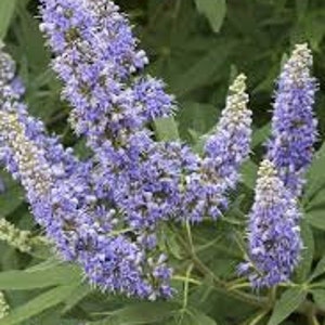 Vitex Chaste tree plants (live)