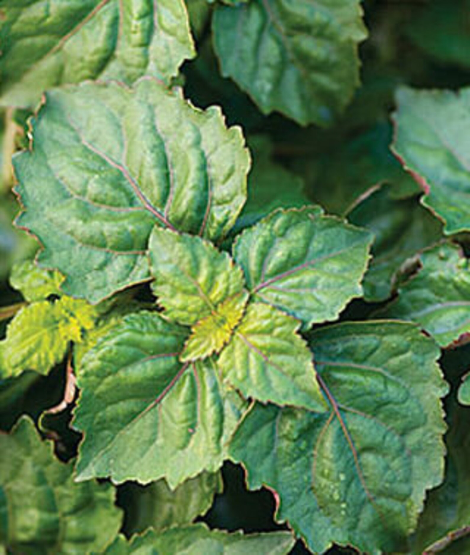 Patchouli Plant Etsy