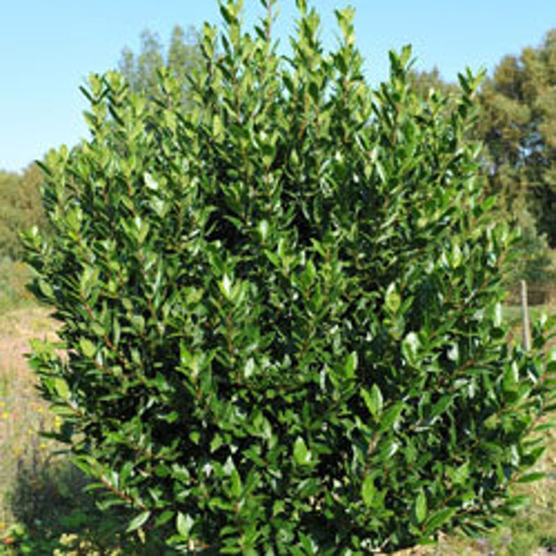 May include: A lush, green bay laurel shrub with dense foliage. The leaves are a vibrant green, and the shrub is full and healthy, set against a backdrop of trees and a clear sky. The shrub is approximately 4 feet tall.