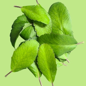 Bulk Miracle Leaf, 1 oz (leaves only) (10+)
