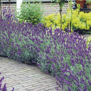 PROVENCE LAVENDER PLANT image 5