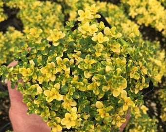 May include: A close-up of a potted plant with small, vibrant green and yellow leaves. The plant has a dense, bushy appearance, with the leaves forming a compact cluster. The yellow hues are particularly striking, creating a bright and cheerful display.