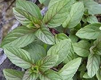 Chocolate Mint Plant