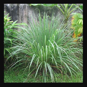 May include: A close-up of a lush green lemongrass plant with long, narrow leaves. The plant is growing in a garden setting with a concrete wall and other greenery in the background.