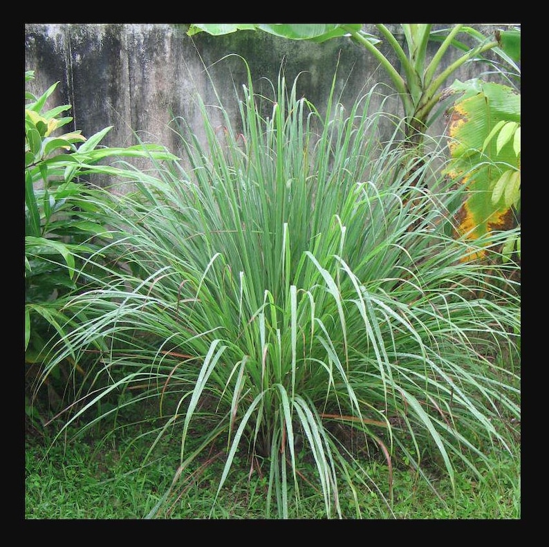 May include: A close-up of a lush green lemongrass plant with long, narrow leaves. The plant is growing in a garden setting with a concrete wall and other greenery in the background.