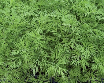 Fern Leaf Dill plant
