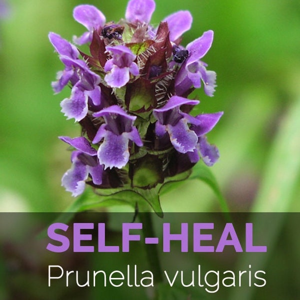 Prunella Vulgaris (Self heal plant) organically grown