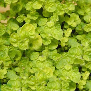 May include: A close-up image of a patch of green oregano leaves. The leaves are small and round, with a slightly textured surface.