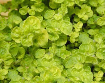 Golden Creeping Marjoram plant (golden curly oregano) Naturally grown, No pesticides, Non-gmo
