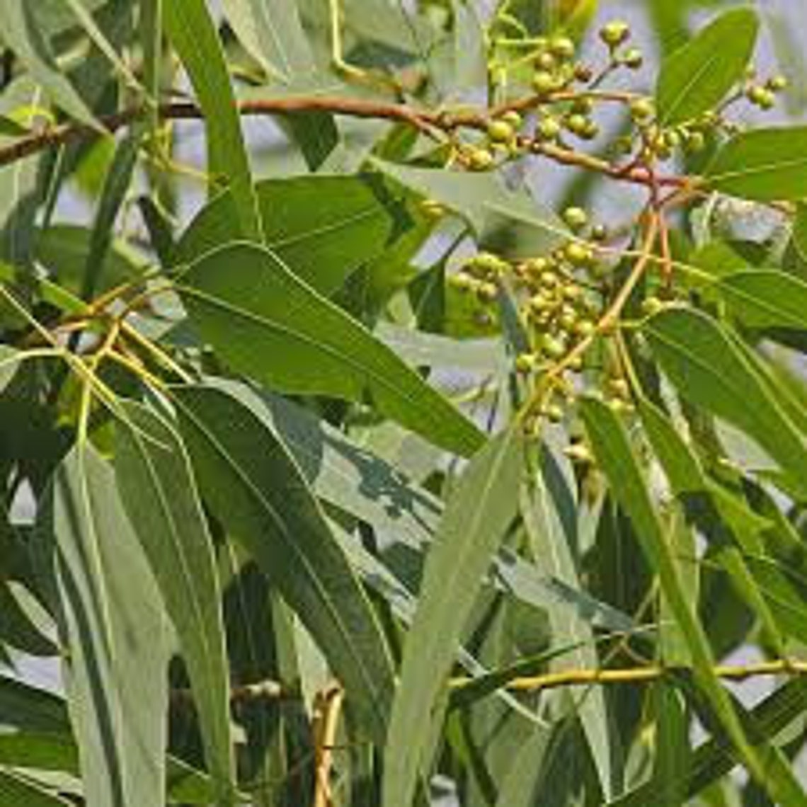 Lemon Eucalyptus tree real citronella live plant Etsy