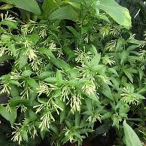 Organic Night blooming Jasmine cestrum Nocturnum Plant grown in 4 inch pot image 5