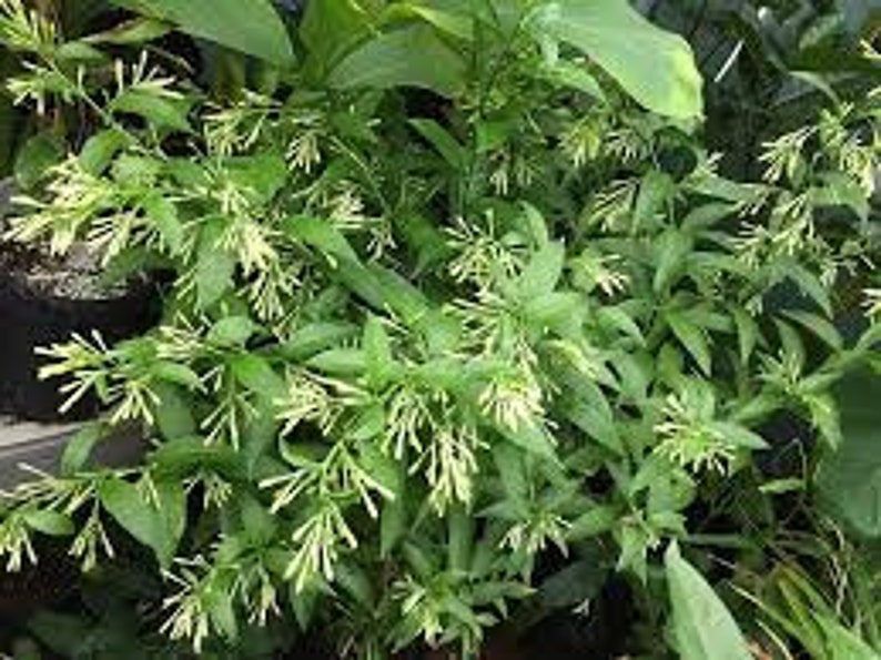 Organic Night blooming Jasmine cestrum Nocturnum Plant grown in 4 inch pot image 5