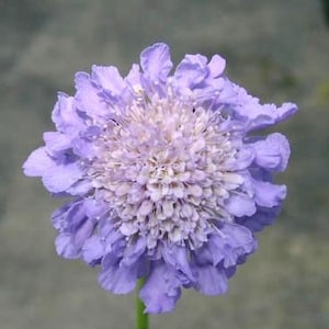 Scabiosa Butterfly Blue Plant, Pin cushion plant, Naturally grown. image 9
