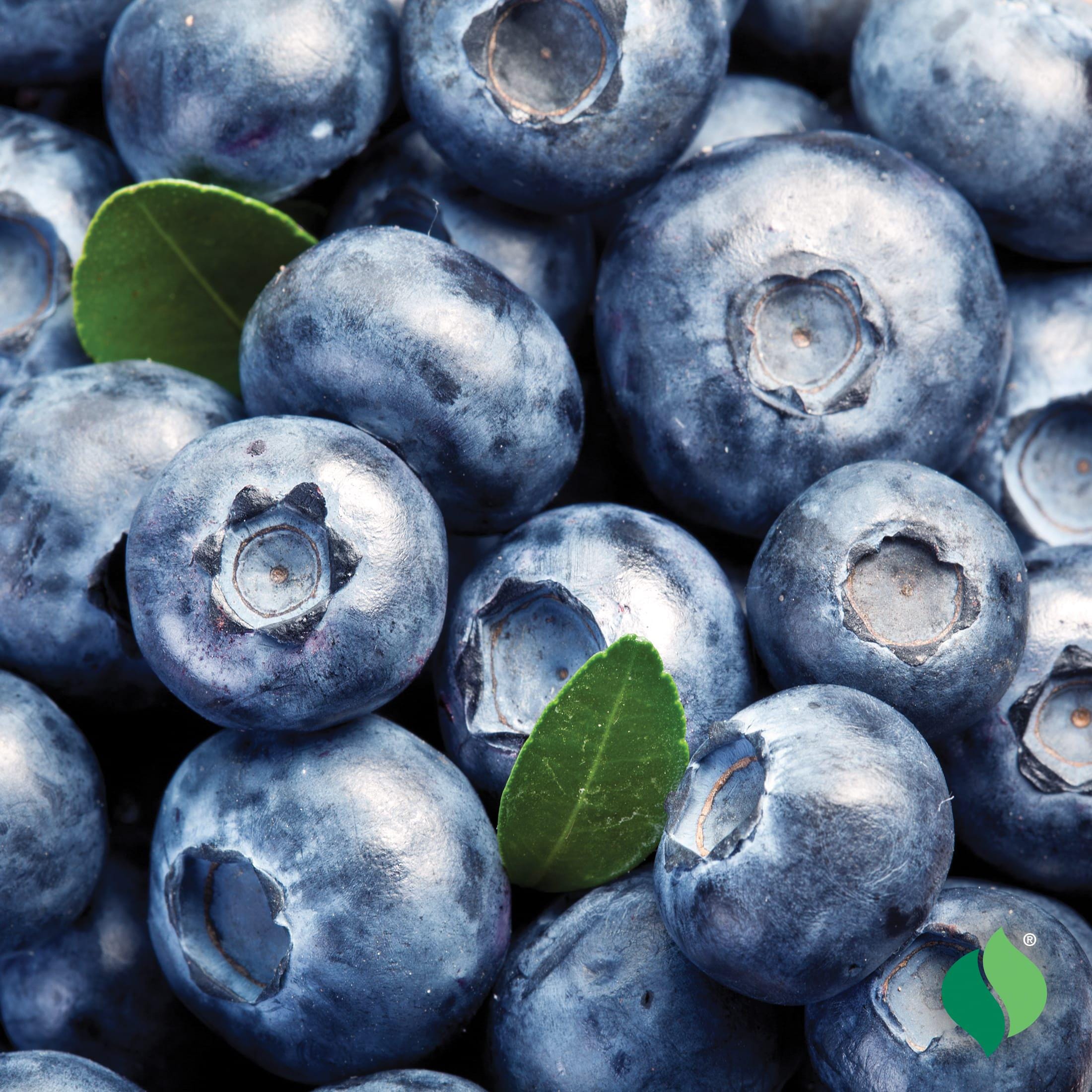 Sharp blue Blue Blueberry bush (southern Highbush)