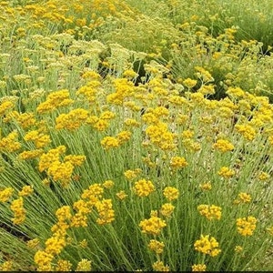 Curry Plant, Helichrysum Italicum image 10