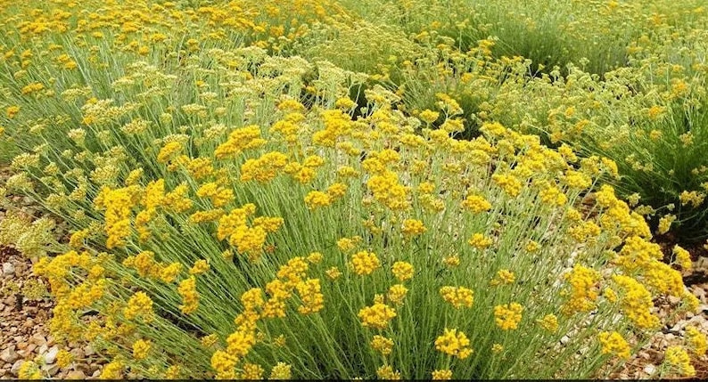 Curry Plant, Helichrysum Italicum image 10