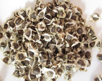 Moringa tree seeds