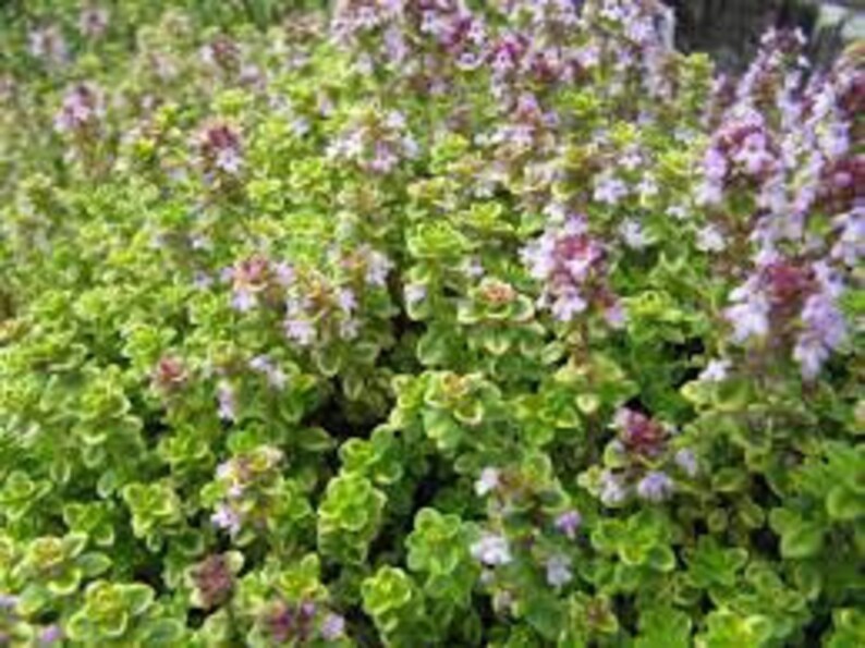 Doone Valley Lemon Thyme Etsy