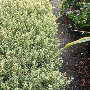 May include: A close-up of a hedge with green and cream-coloured leaves. The leaves are small and densely packed, creating a textured appearance. The hedge is next to a dark, wet surface with some mulch and other plants.