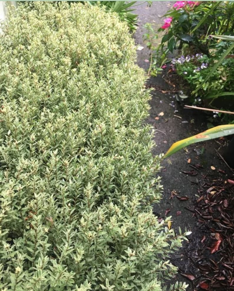 May include: A close-up of a hedge with green and cream-coloured leaves. The leaves are small and densely packed, creating a textured appearance. The hedge is next to a dark, wet surface with some mulch and other plants.