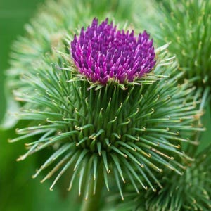 Burdock Plant: Arctium lappa with Purple Flowers