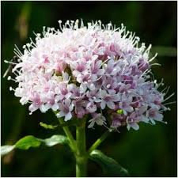 Valerian Plants