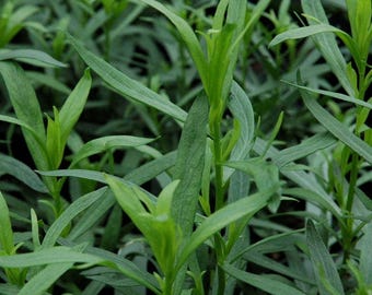 Planta de estragón francés (cultivada de forma natural, sin pesticidas, no transgénica)