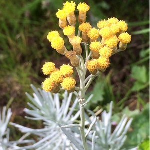 Curry Plant, Helichrysum Italicum image 8