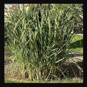 May include: A close-up of a clump of green lemongrass growing in a garden. The lemongrass is tall and lush, with long, narrow leaves.
