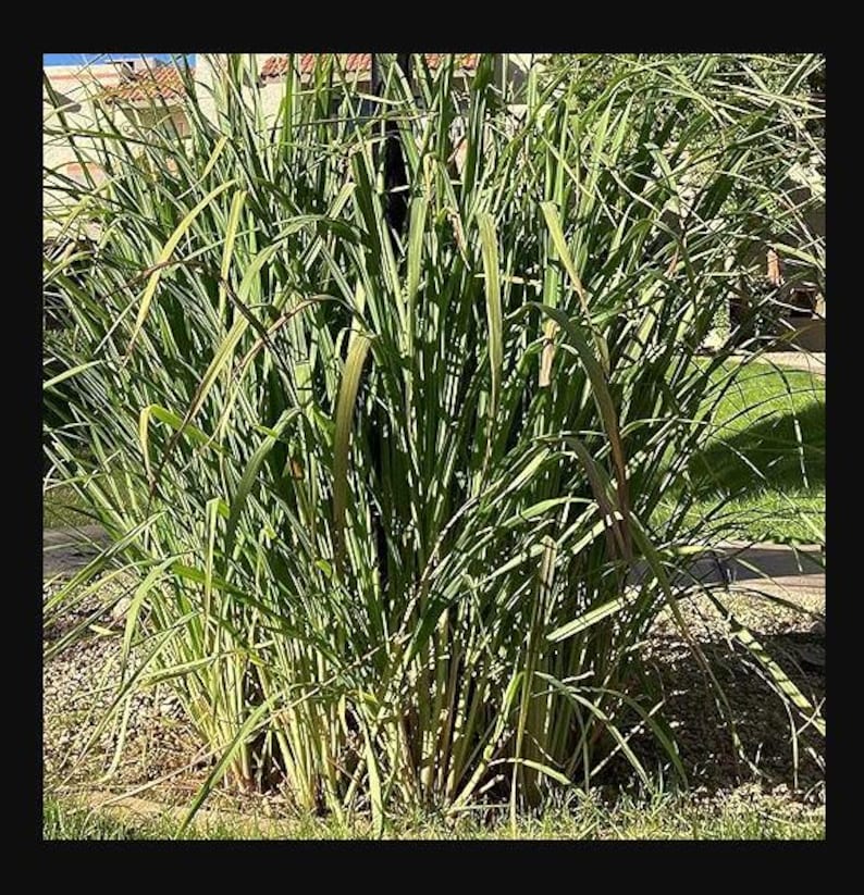May include: A close-up of a clump of green lemongrass growing in a garden. The lemongrass is tall and lush, with long, narrow leaves.