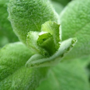 Apple Mint Plants