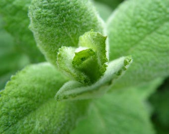 Apple Mint Plants