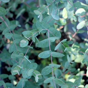 Silver Dollar Eucalyptus. Grown in 1quart pots