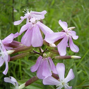 Soapwort Plant (live plant) Bouncing bet