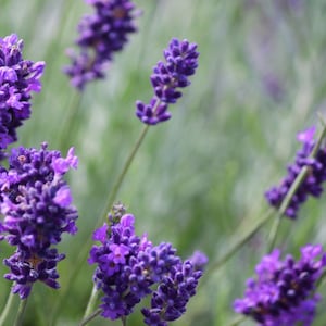 PROVENCE LAVENDER PLANT image 7