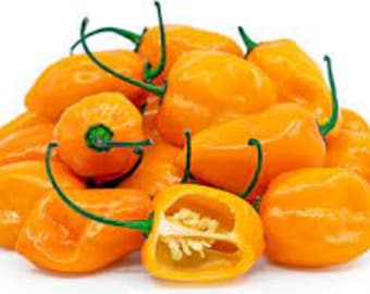 Orange Habanero Pepper Seeds (organic)