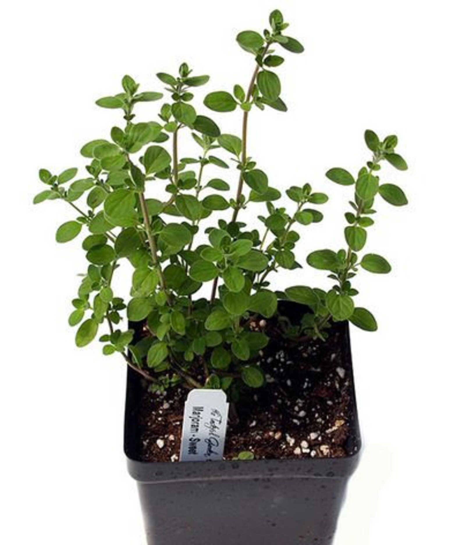 Sweet Marjoram plant organic Etsy