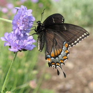 Scabiosa Butterfly Blue Plant, Pin cushion plant, Naturally grown. image 4